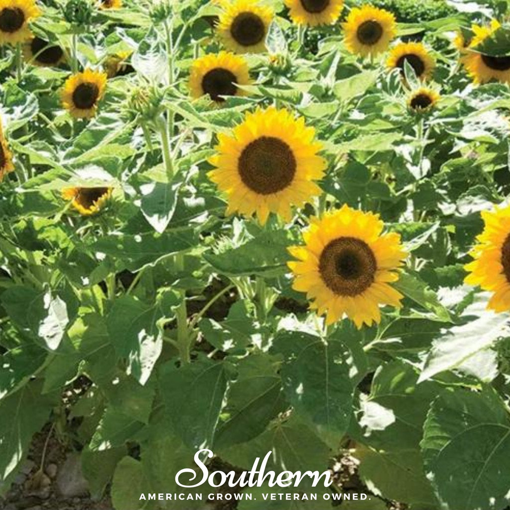 Sunspot Dwarf Sunflower – 25 Seeds Southern Seeds