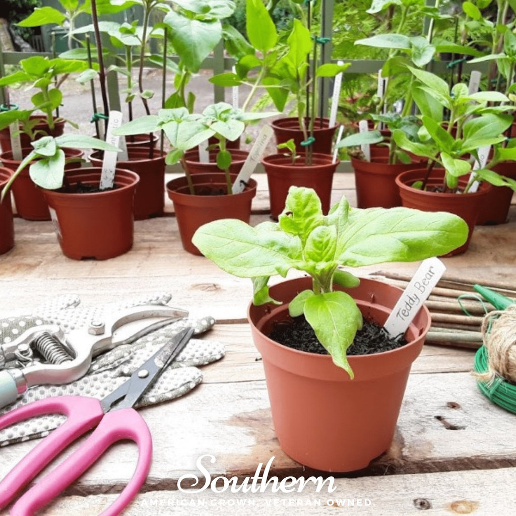 Teddy Bear Dwarf Sunflower – 25 Seeds Southern Seeds