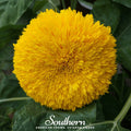 Teddy Bear Dwarf Sunflower – 25 Seeds Southern Seeds