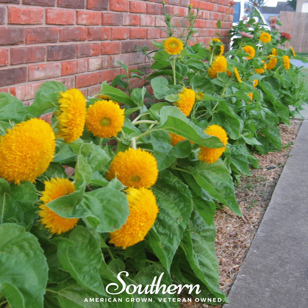 Teddy Bear Dwarf Sunflower – 25 Seeds Southern Seeds