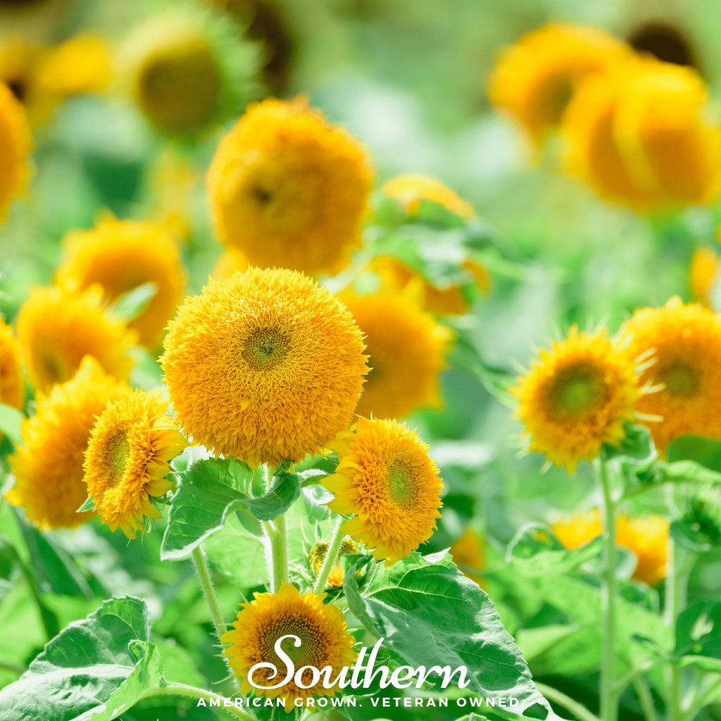 Teddy Bear Dwarf Sunflower – 25 Seeds Southern Seeds