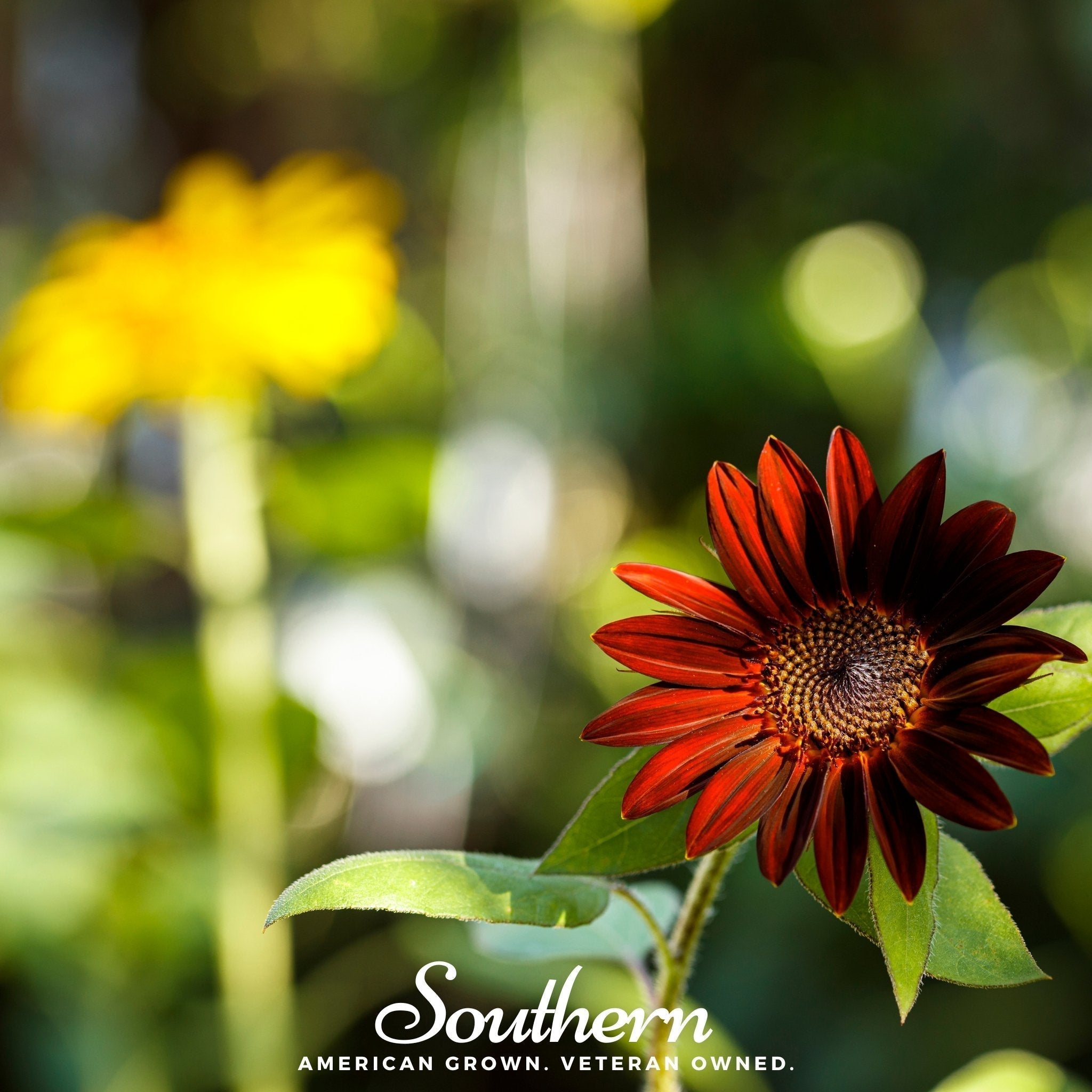 Velvet Queen Sunflower – 25 Seeds Southern Seeds