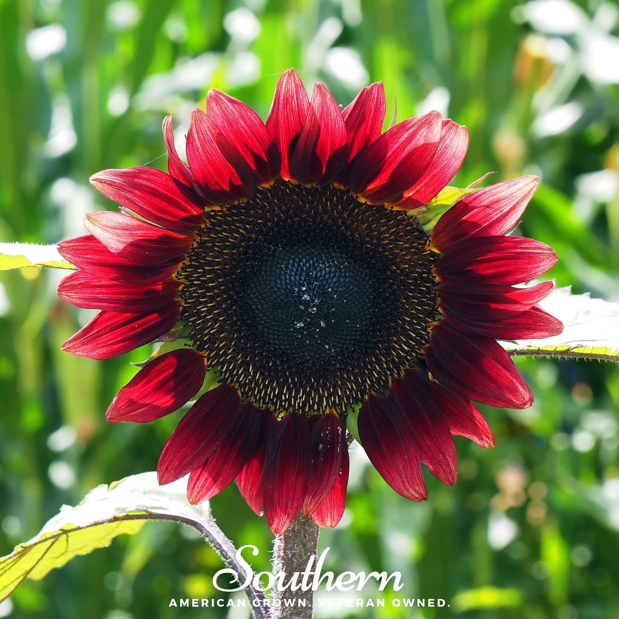 Velvet Queen Sunflower – 25 Seeds Southern Seeds