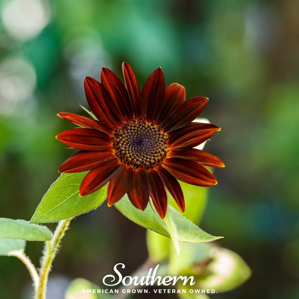 Velvet Queen Sunflower – 25 Seeds Southern Seeds