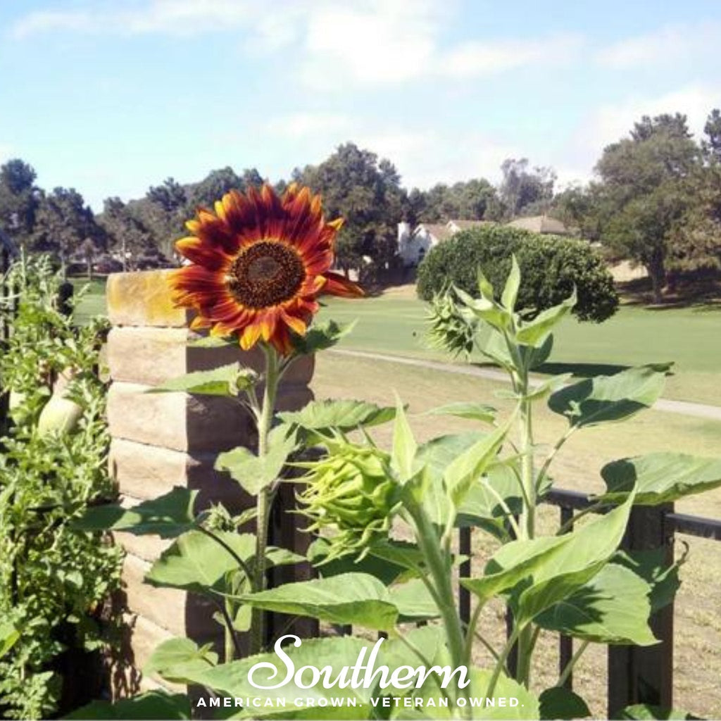 Velvet Queen Sunflower – 25 Seeds Southern Seeds