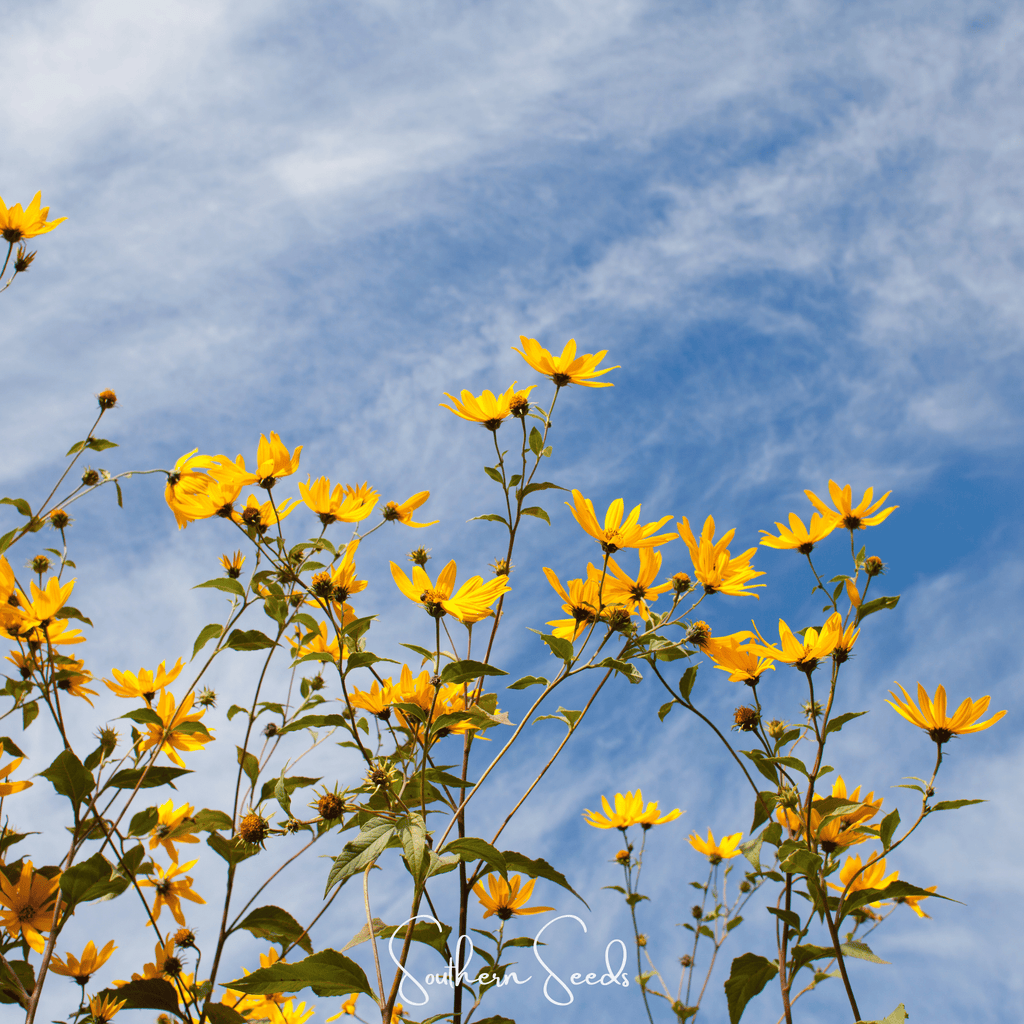 Wild Annual Sunflower – 50 Seeds Southern Seeds