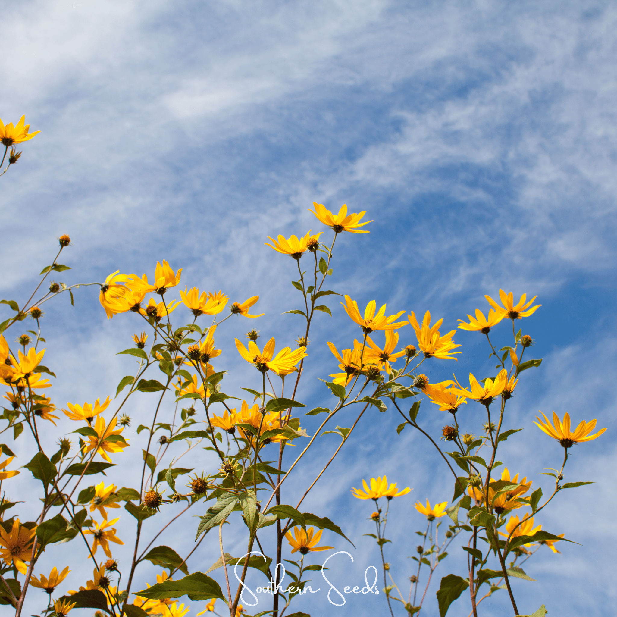 Wild Annual Sunflower – 50 Seeds Southern Seeds