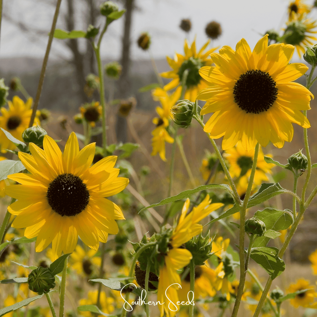 Wild Annual Sunflower – 50 Seeds Southern Seeds