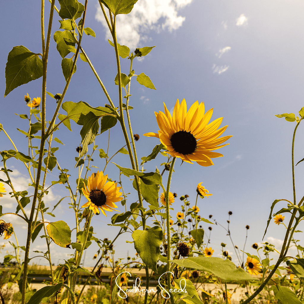 Wild Annual Sunflower – 50 Seeds Southern Seeds
