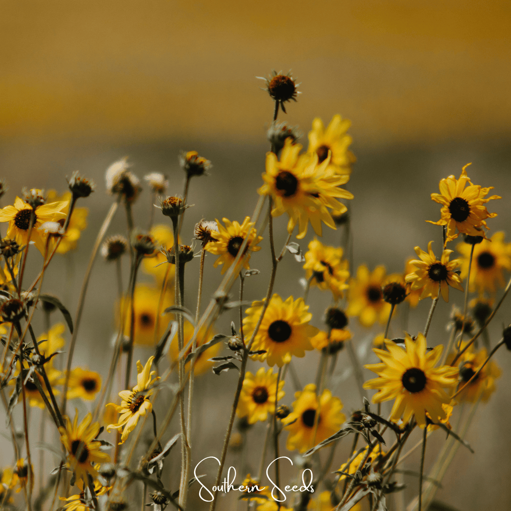 Wild Annual Sunflower – 50 Seeds Southern Seeds