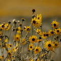 Wild Annual Sunflower – 50 Seeds Southern Seeds