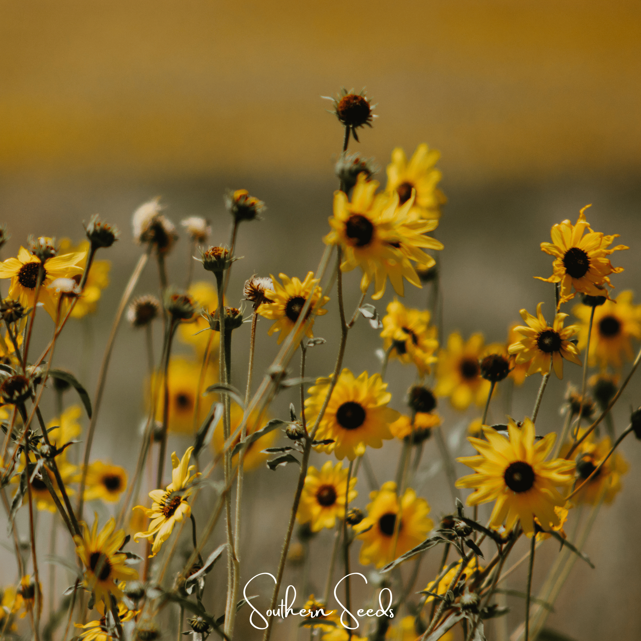 Wild Annual Sunflower – 50 Seeds Southern Seeds