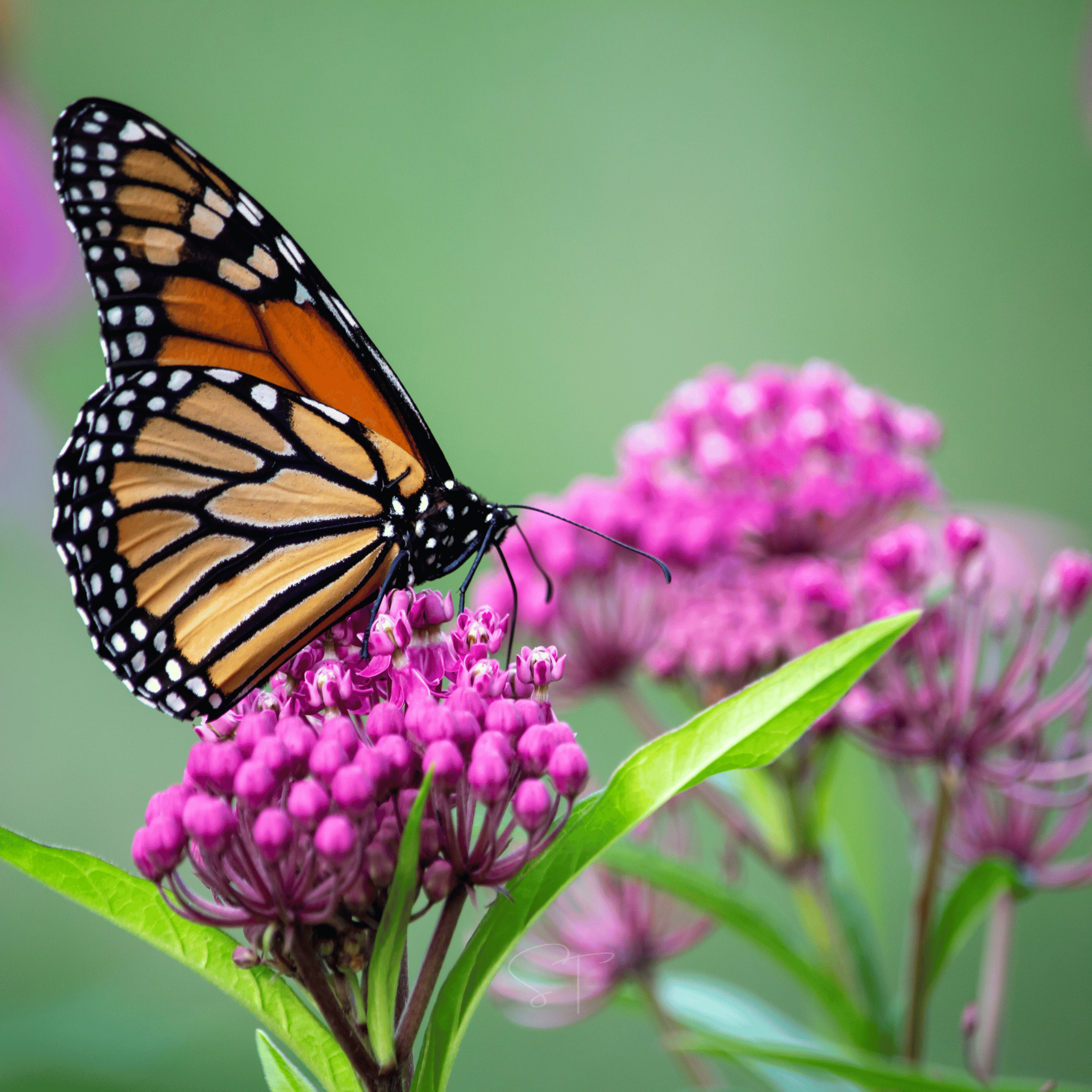 Swamp Milkweed – 50 Seeds Southern Seeds