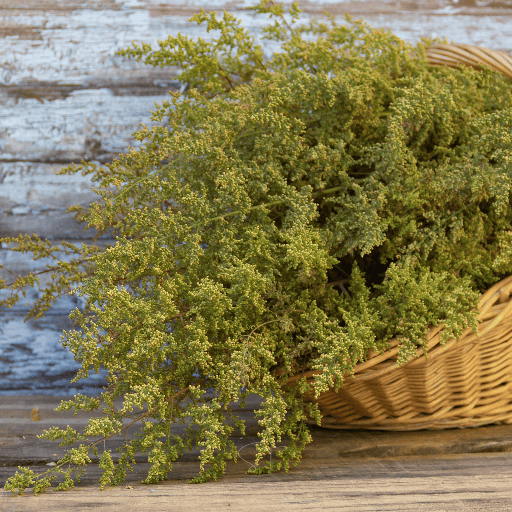 Sweet Annie – 50 Seeds Southern Seeds