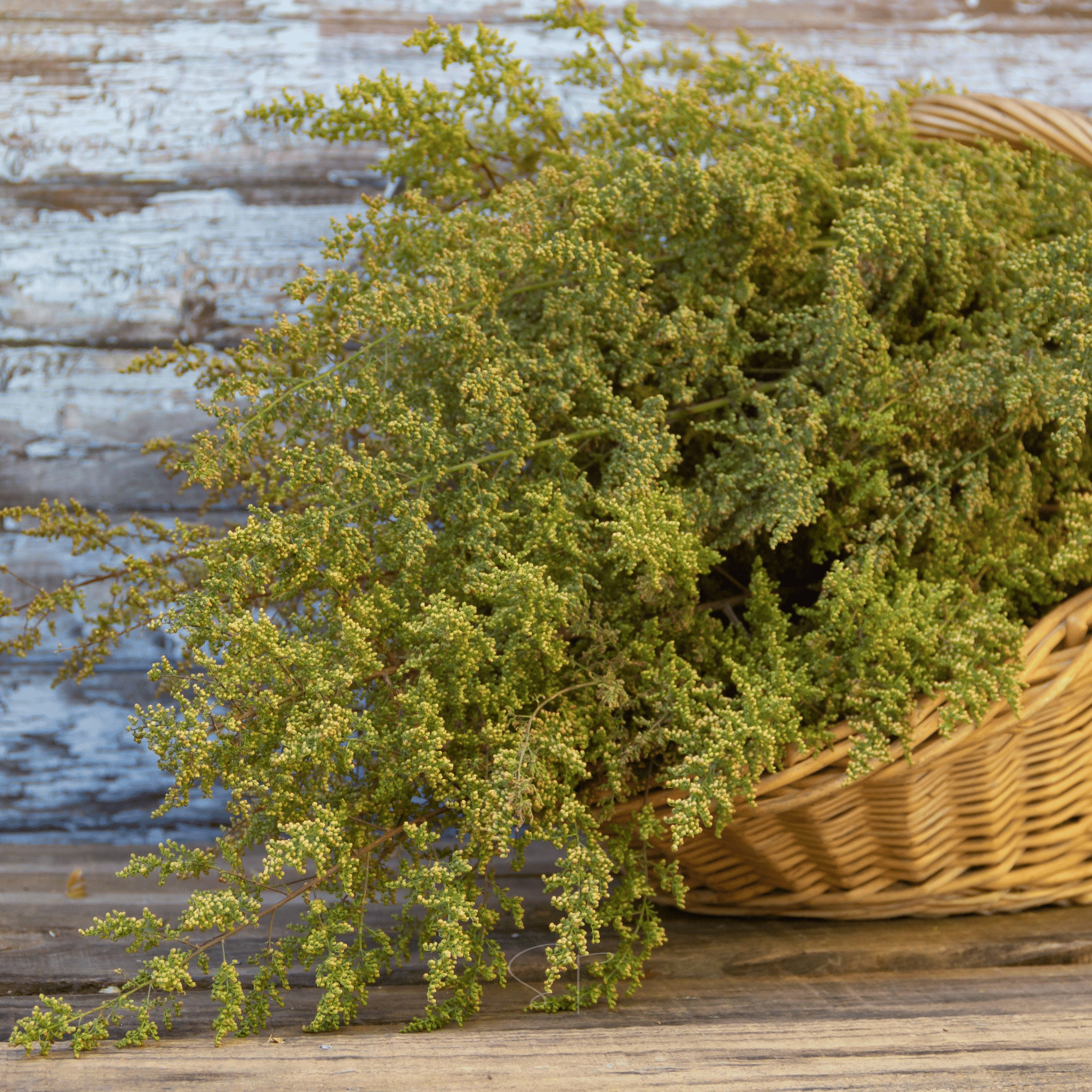 Sweet Annie – 50 Seeds Southern Seeds