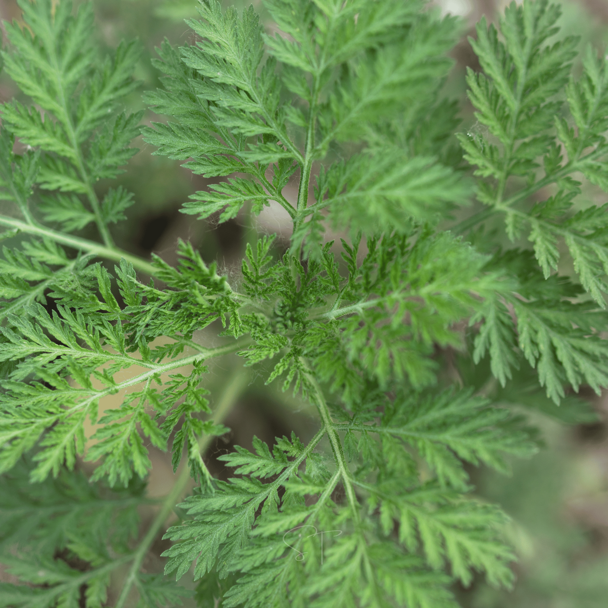 Sweet Annie – 50 Seeds Southern Seeds