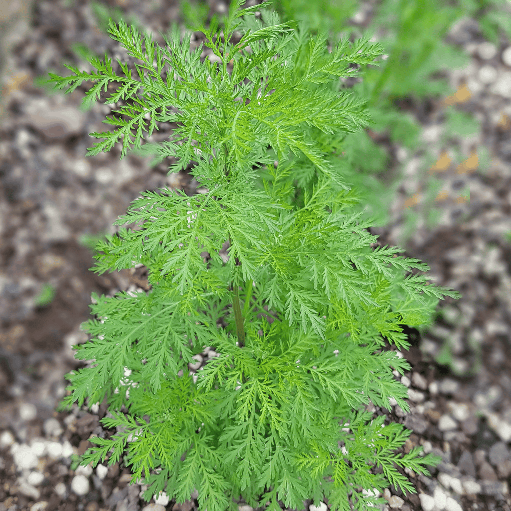 Sweet Annie – 50 Seeds Southern Seeds