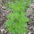 Sweet Annie – 50 Seeds Southern Seeds