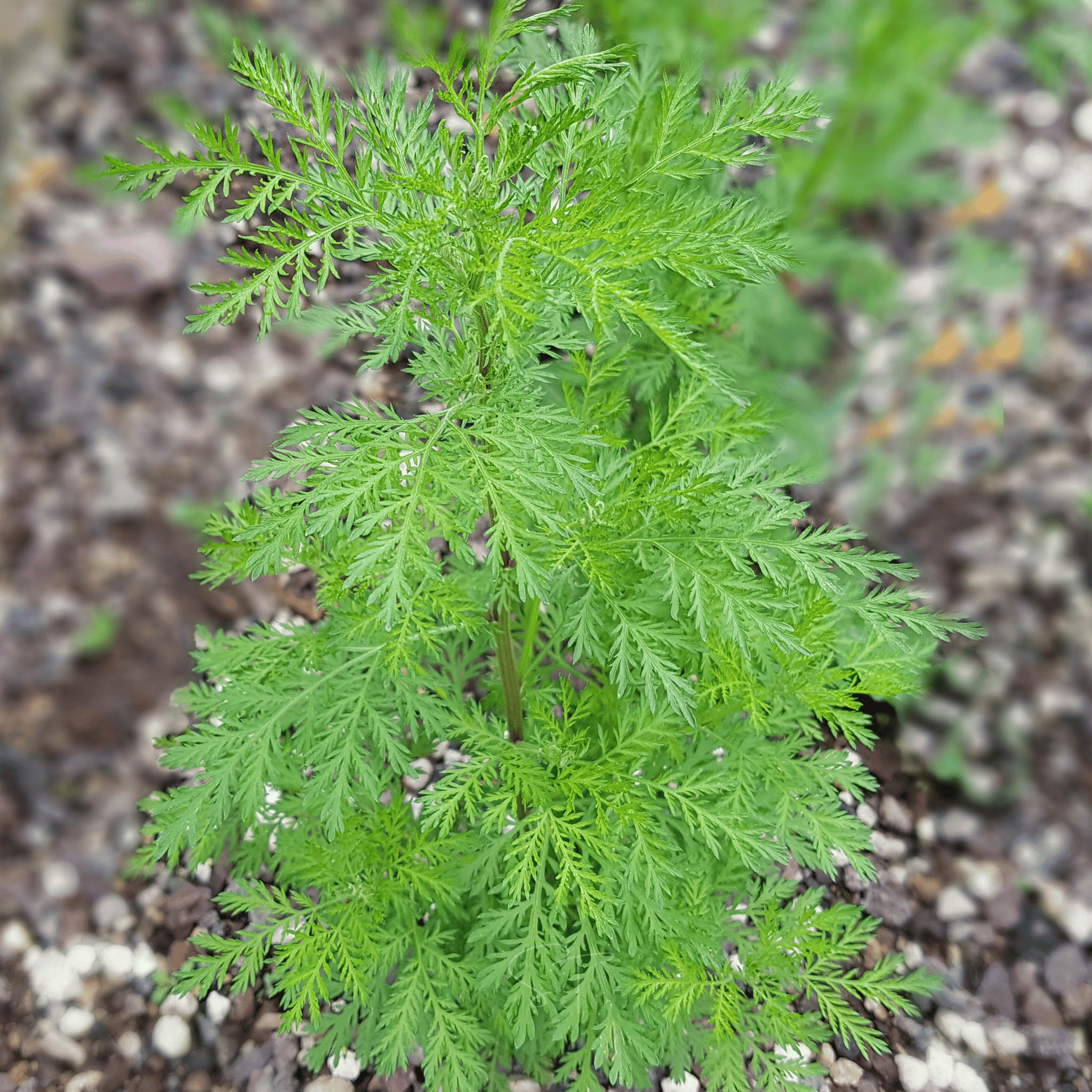 Sweet Annie – 50 Seeds Southern Seeds