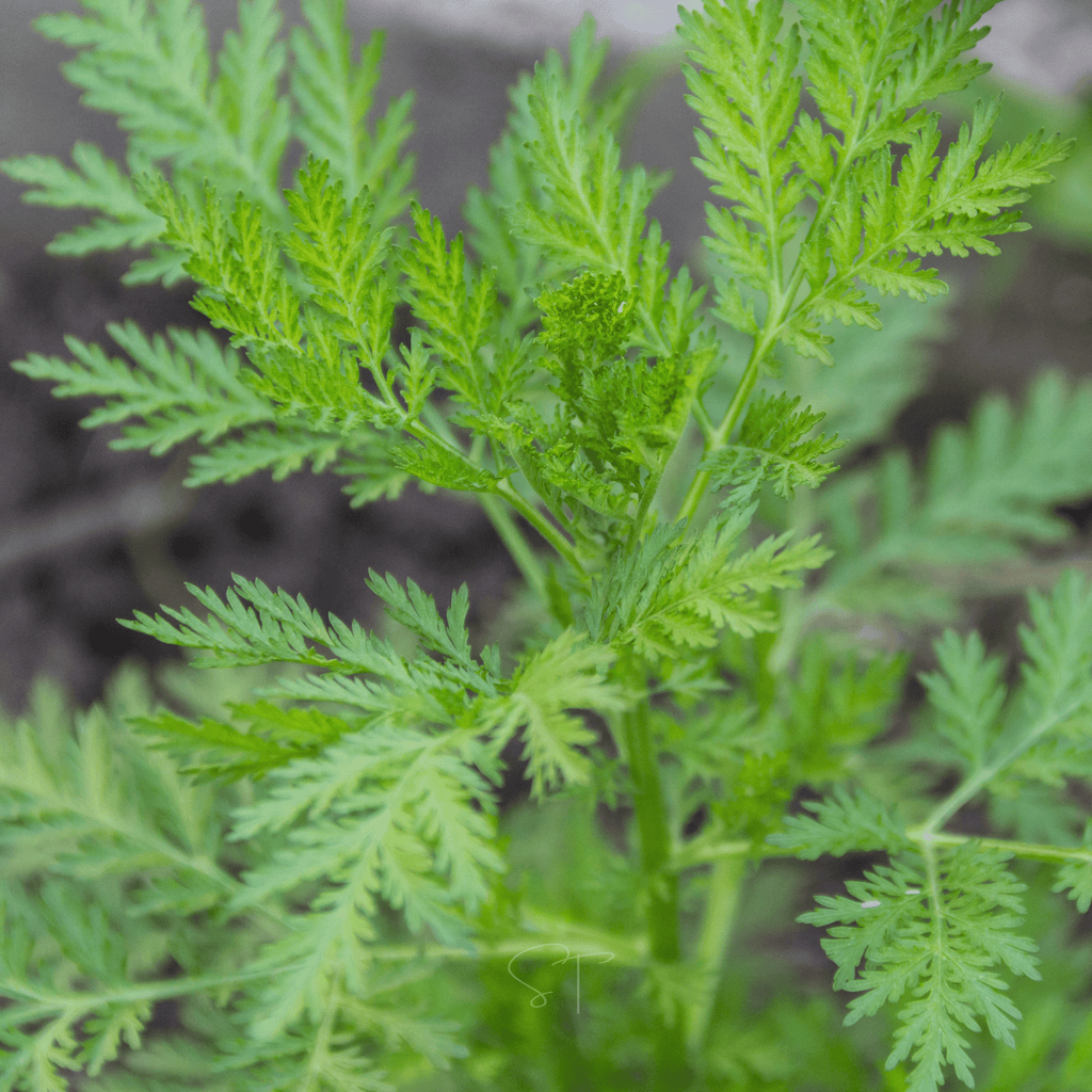 Sweet Annie – 50 Seeds Southern Seeds