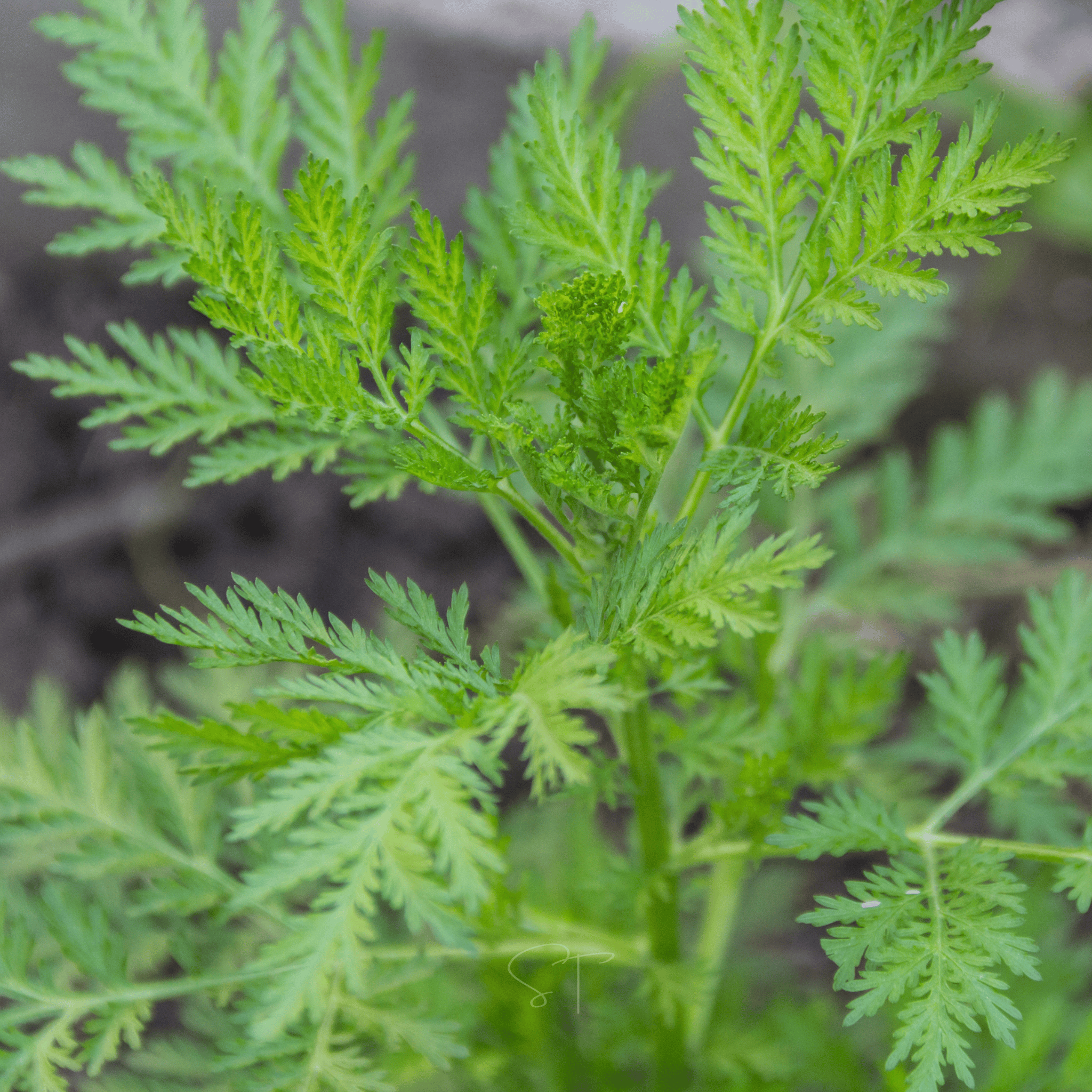 Sweet Annie – 50 Seeds Southern Seeds