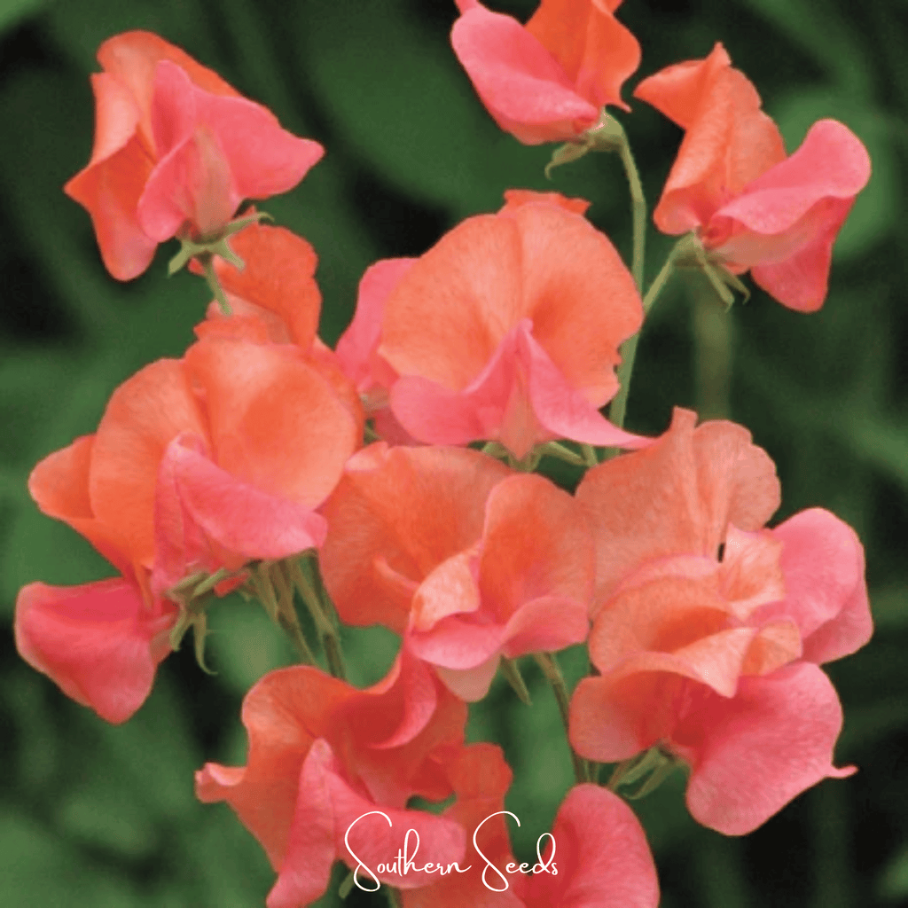 Prince of Orange Sweet Pea – 25 Seeds Southern Seeds