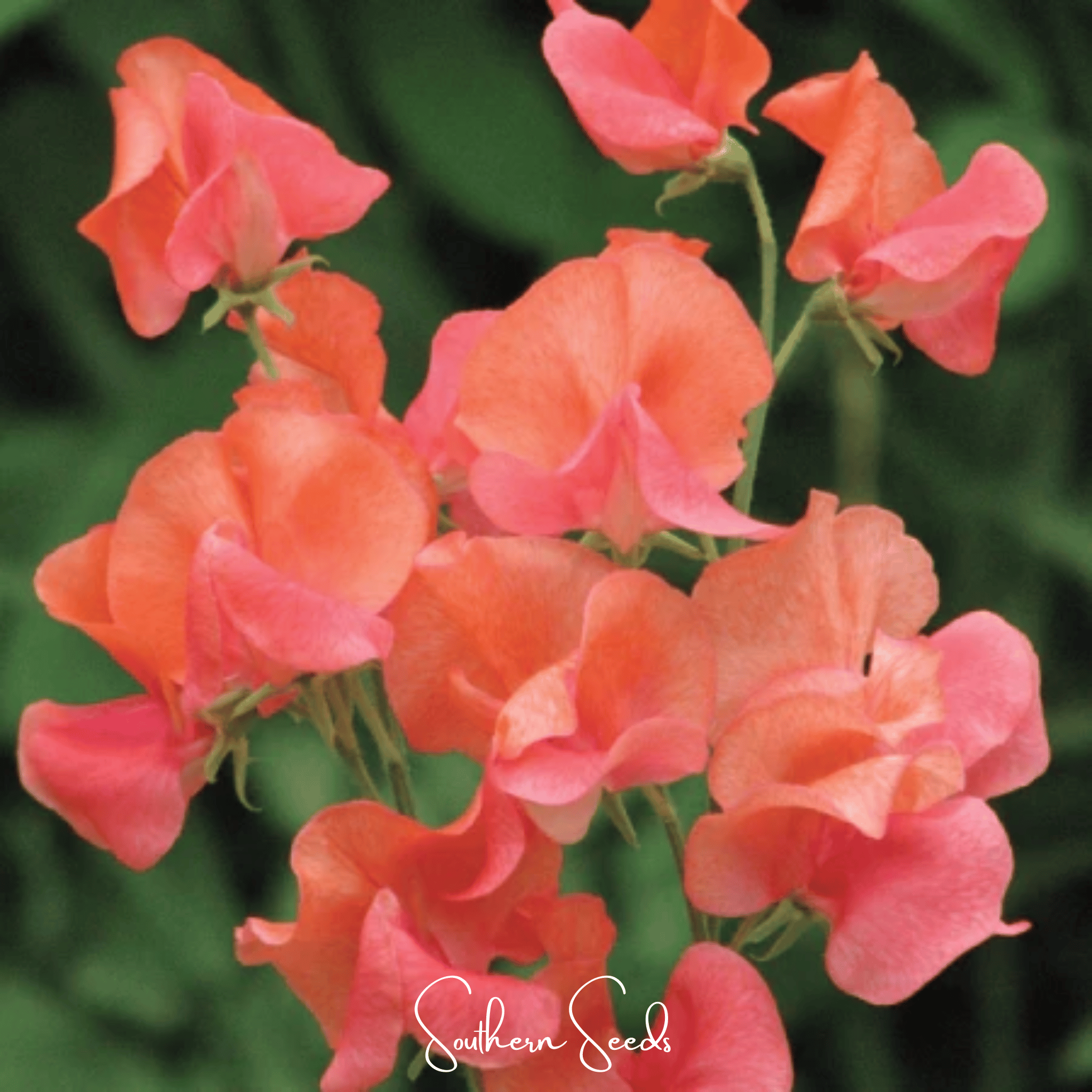 Prince of Orange Sweet Pea – 25 Seeds Southern Seeds