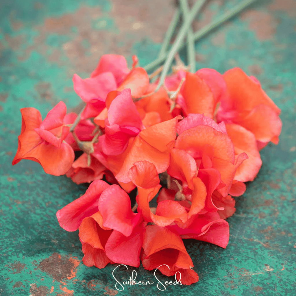 Prince of Orange Sweet Pea – 25 Seeds Southern Seeds