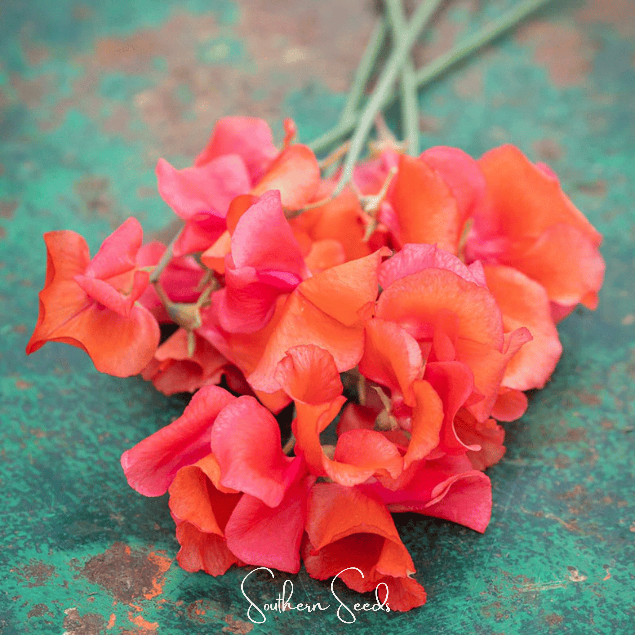 Prince of Orange Sweet Pea – 25 Seeds Southern Seeds