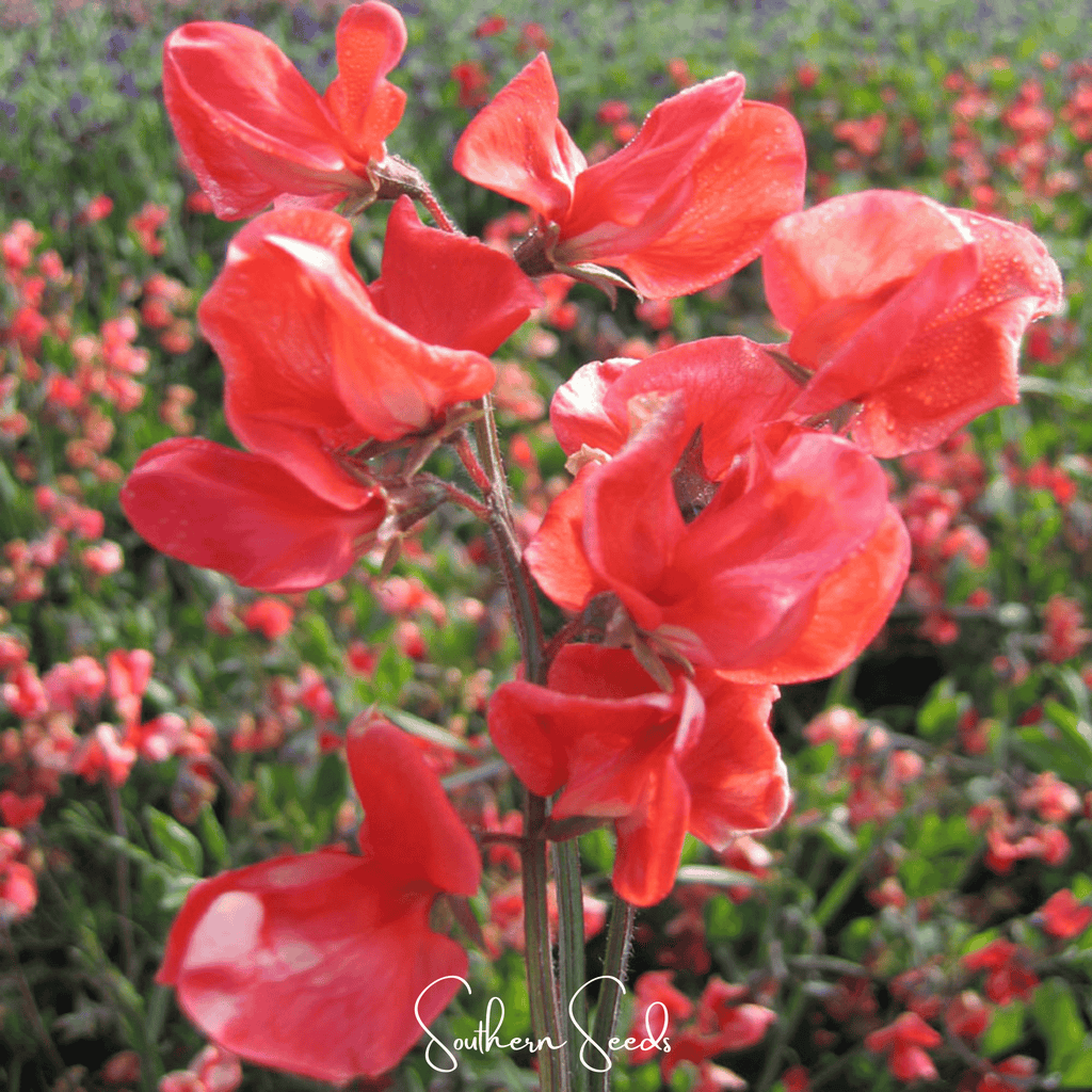 Prince of Orange Sweet Pea – 25 Seeds Southern Seeds