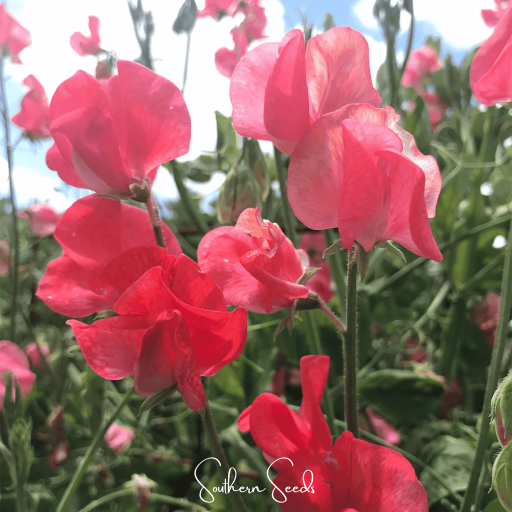 Prince of Orange Sweet Pea – 25 Seeds Southern Seeds