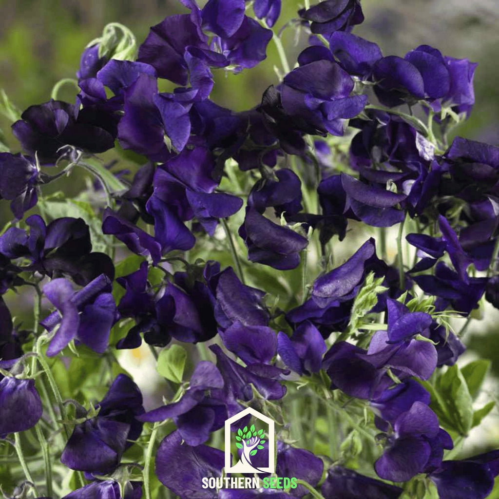 Royal Navy Blue Sweet Pea – 25 Seeds Southern Seeds