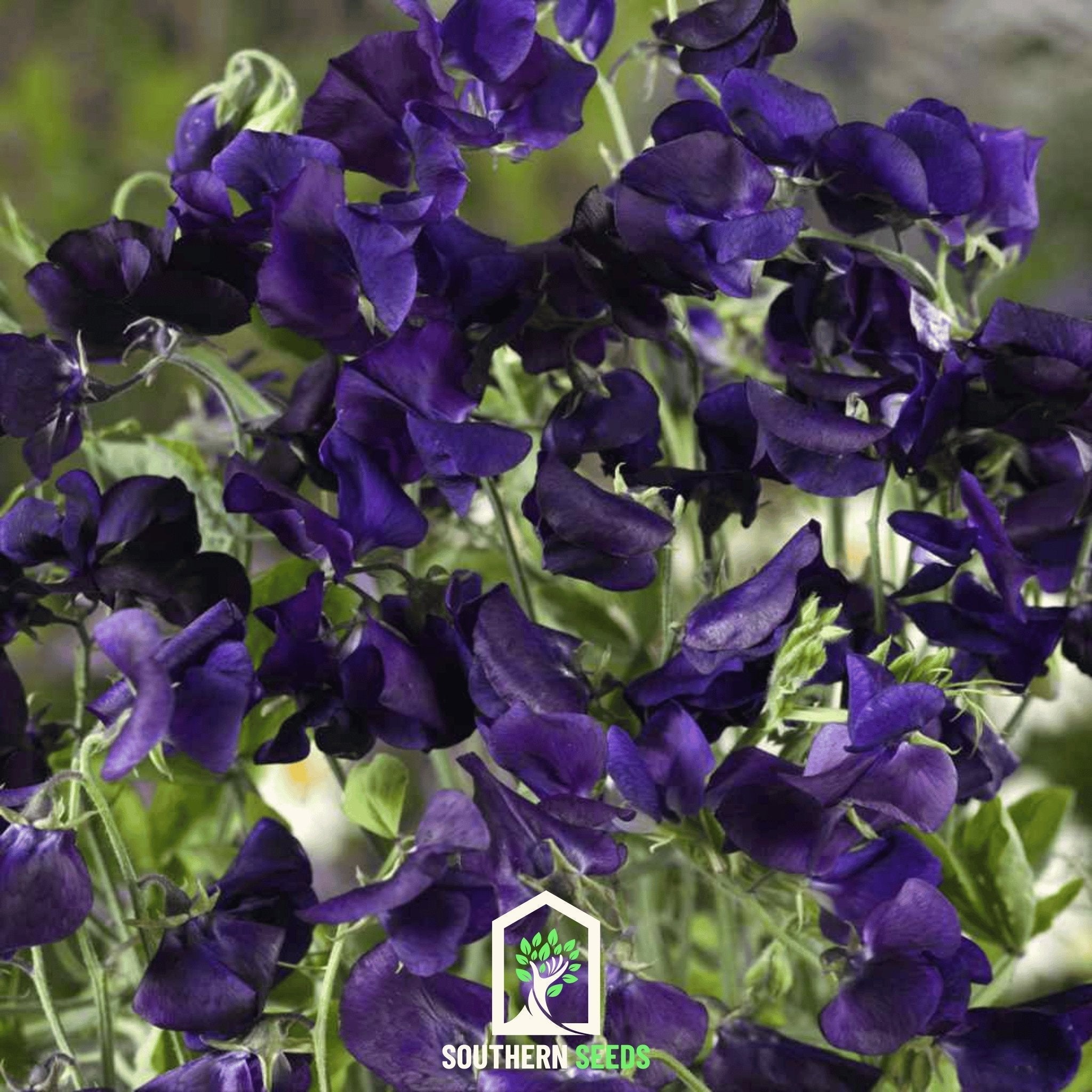 Royal Navy Blue Sweet Pea – 25 Seeds Southern Seeds