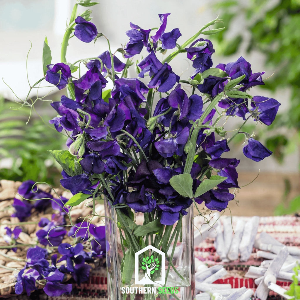 Royal Navy Blue Sweet Pea – 25 Seeds Southern Seeds