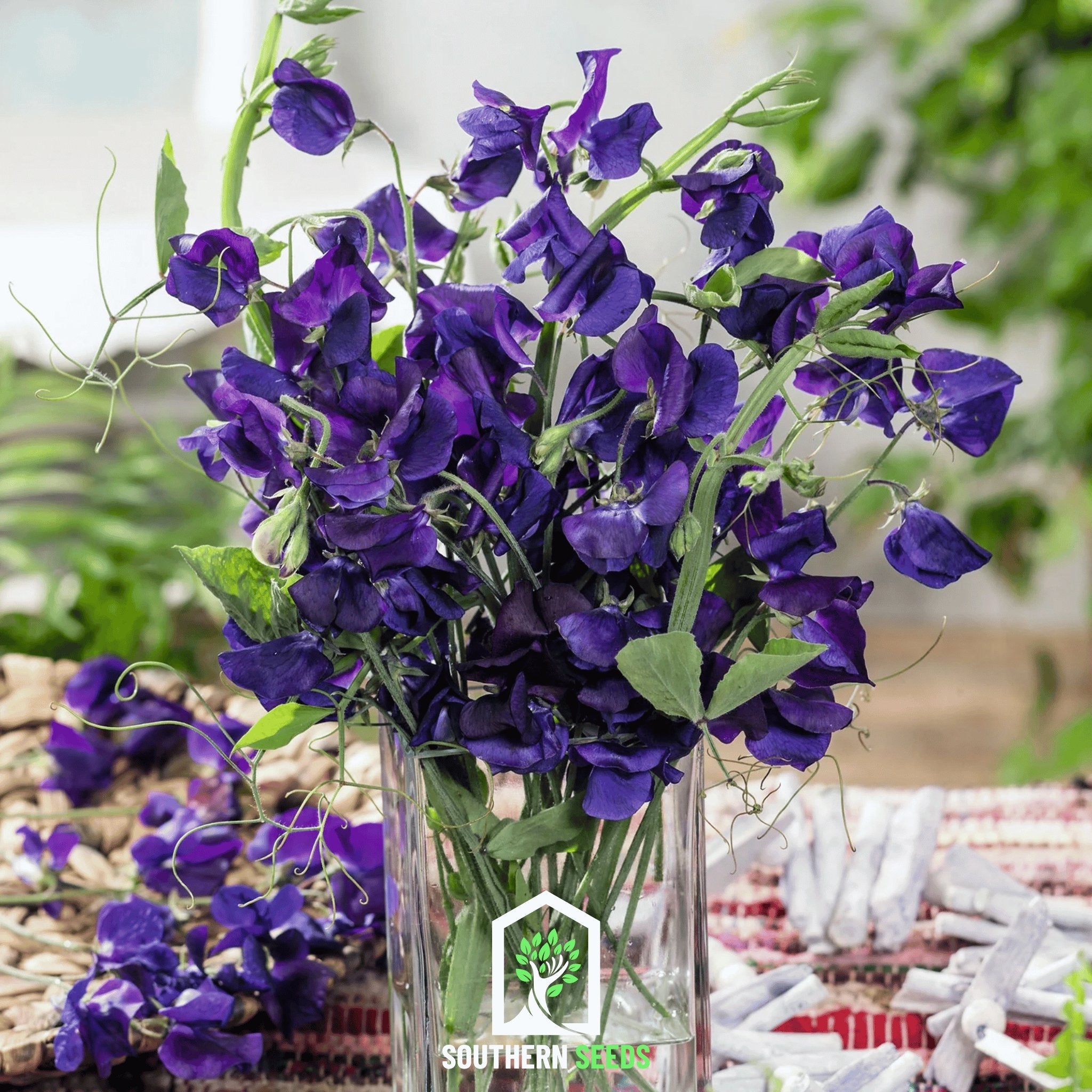Royal Navy Blue Sweet Pea – 25 Seeds Southern Seeds