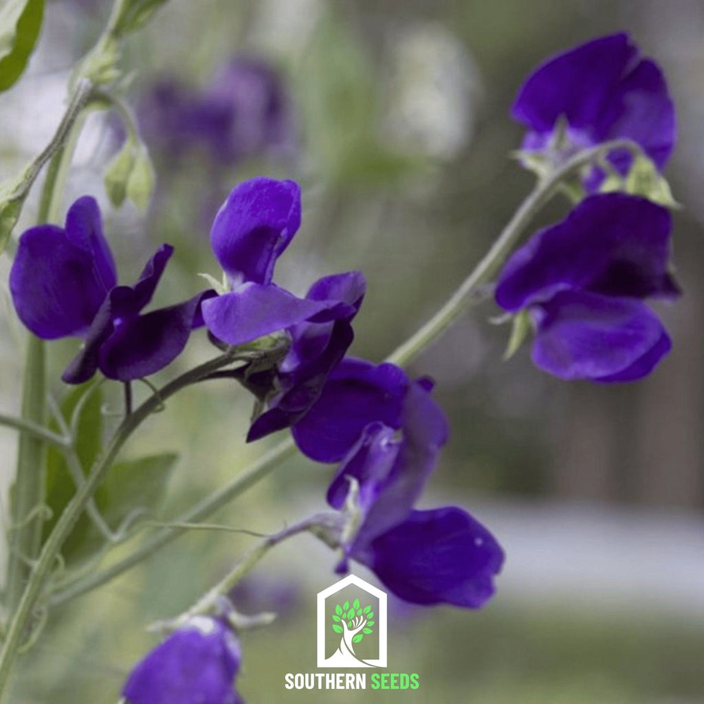 Royal Navy Blue Sweet Pea – 25 Seeds Southern Seeds