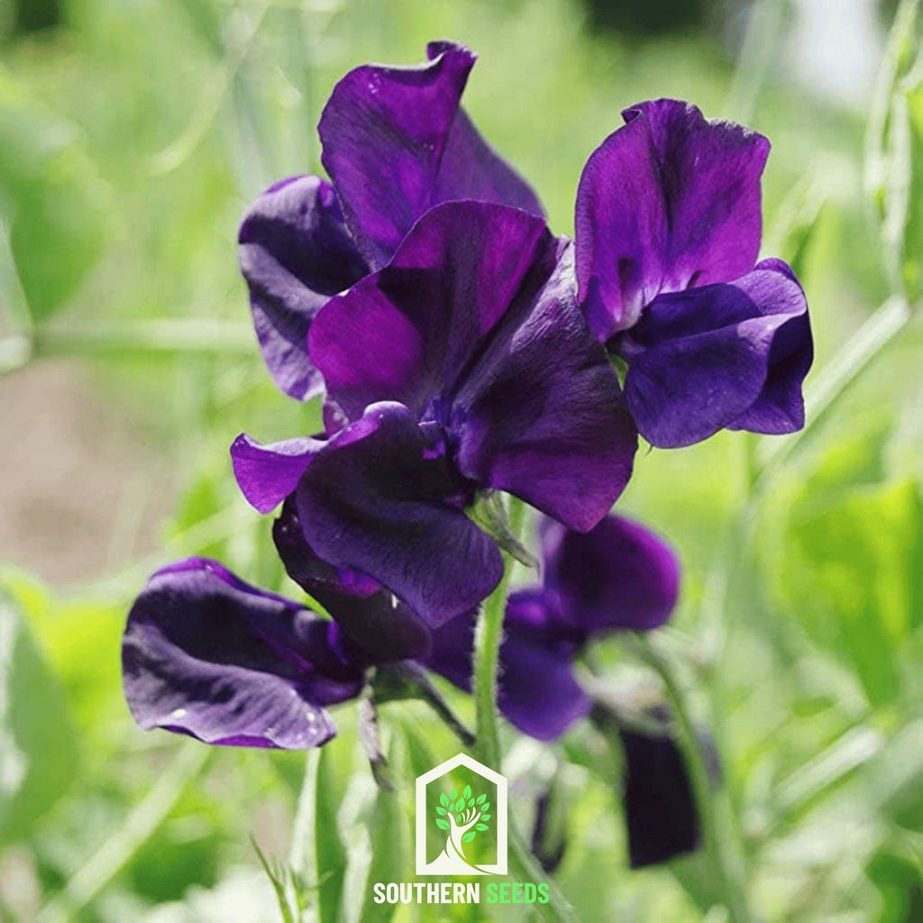 Royal Navy Blue Sweet Pea – 25 Seeds Southern Seeds