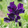 Royal Navy Blue Sweet Pea – 25 Seeds Southern Seeds