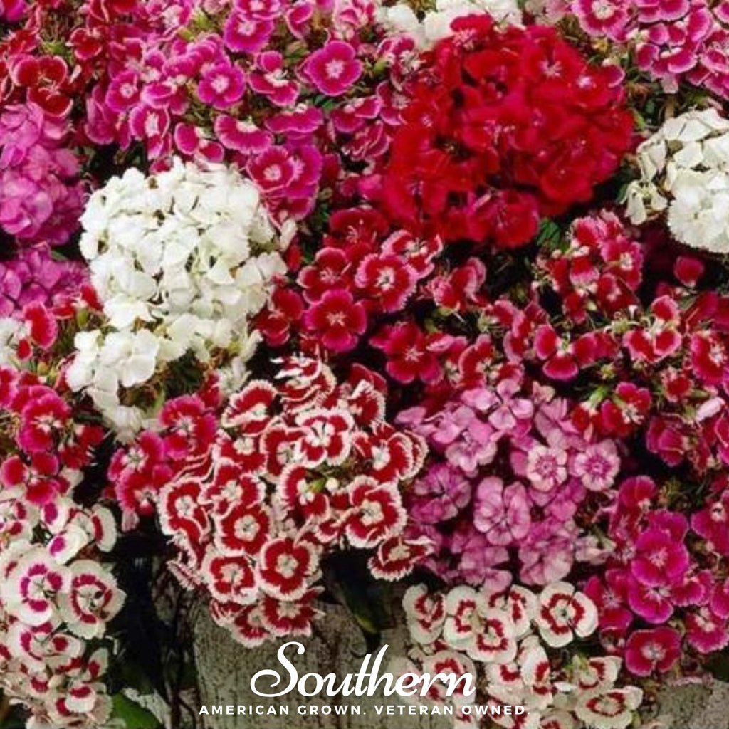 Sweet William (Dianthus) – 250 Seeds Southern Seeds