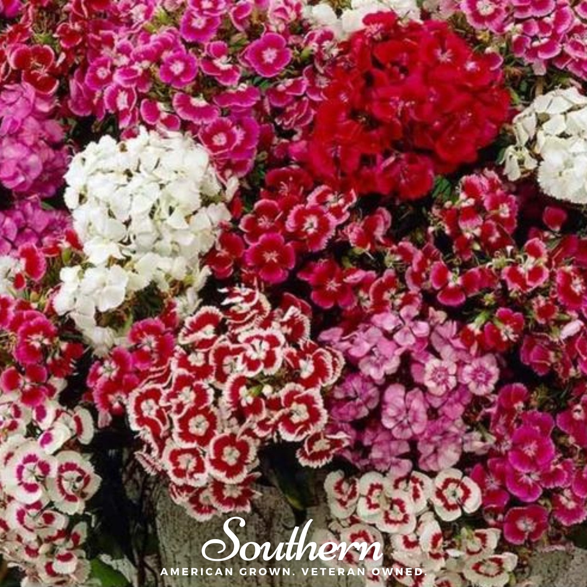 Sweet William (Dianthus) – 250 Seeds Southern Seeds