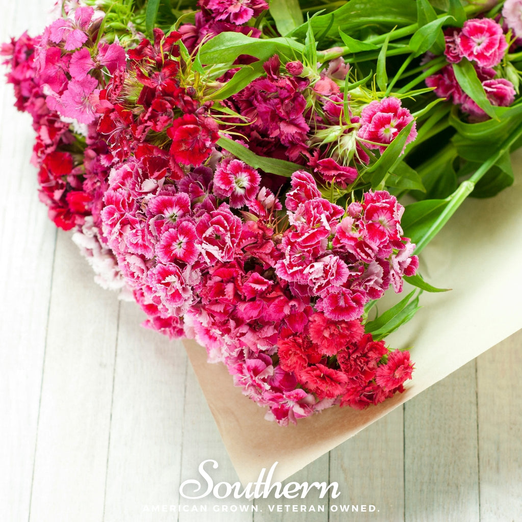 Sweet William (Dianthus) – 250 Seeds Southern Seeds