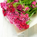 Sweet William (Dianthus) – 250 Seeds Southern Seeds