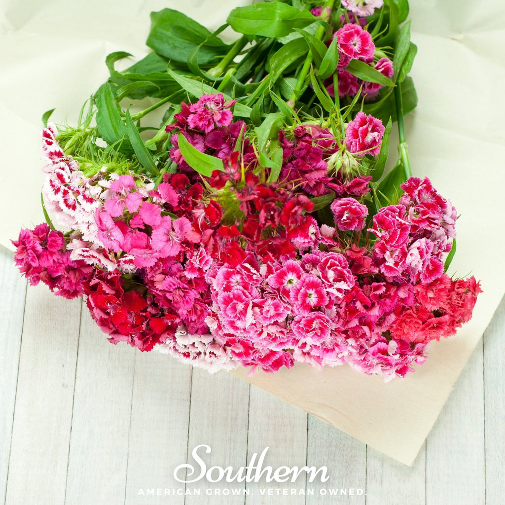 Sweet William (Dianthus) – 250 Seeds Southern Seeds