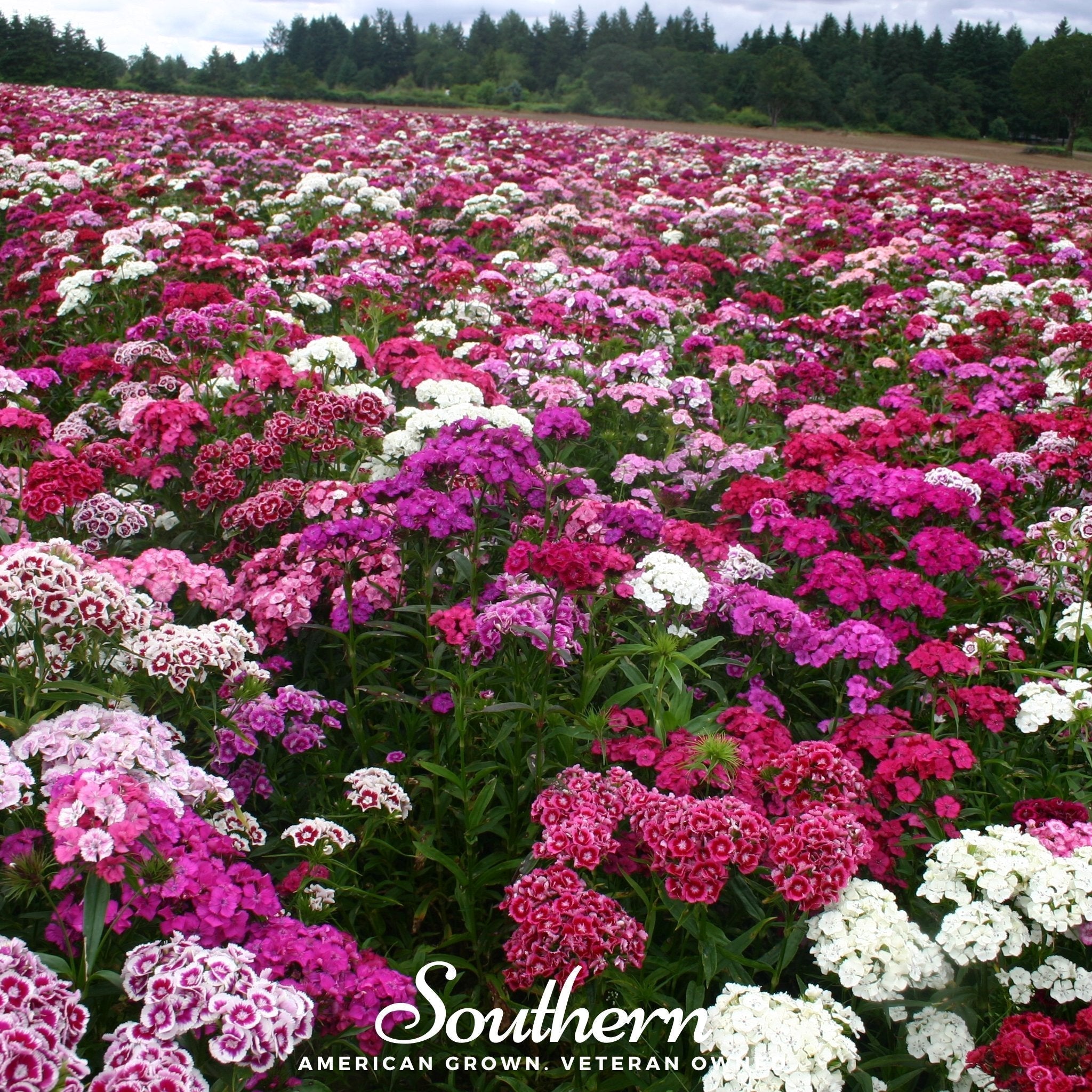 Sweet William (Dianthus) – 250 Seeds Southern Seeds