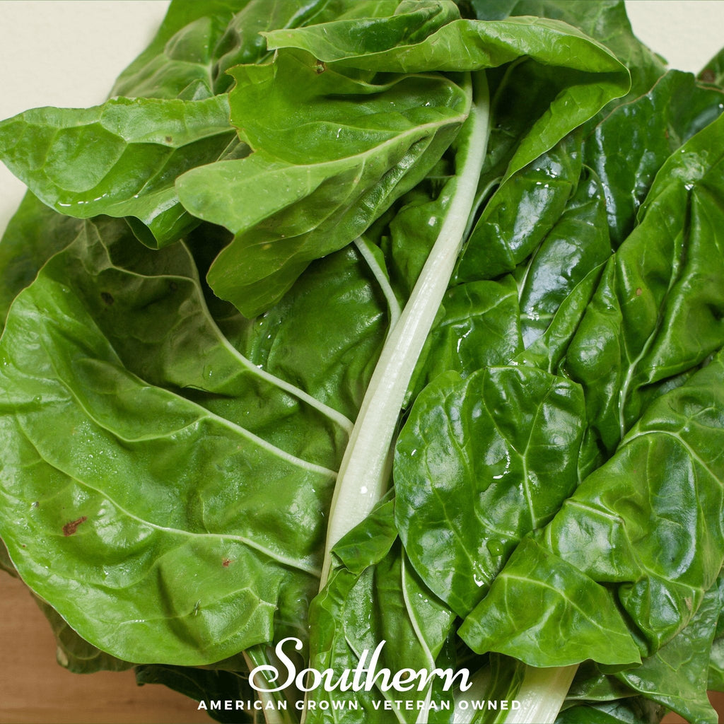 Fordhook Giant Swiss Chard – 100 Seeds Southern Seeds