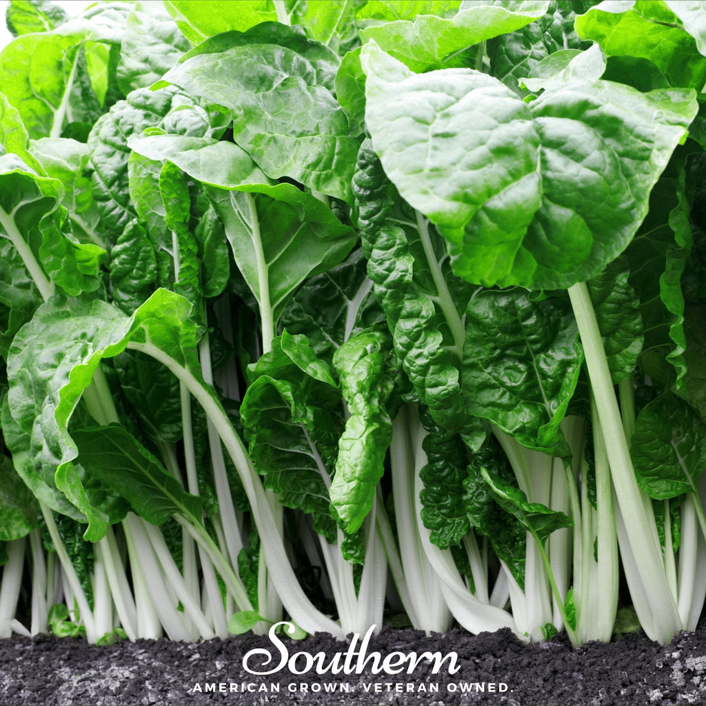 Fordhook Giant Swiss Chard – 100 Seeds Southern Seeds