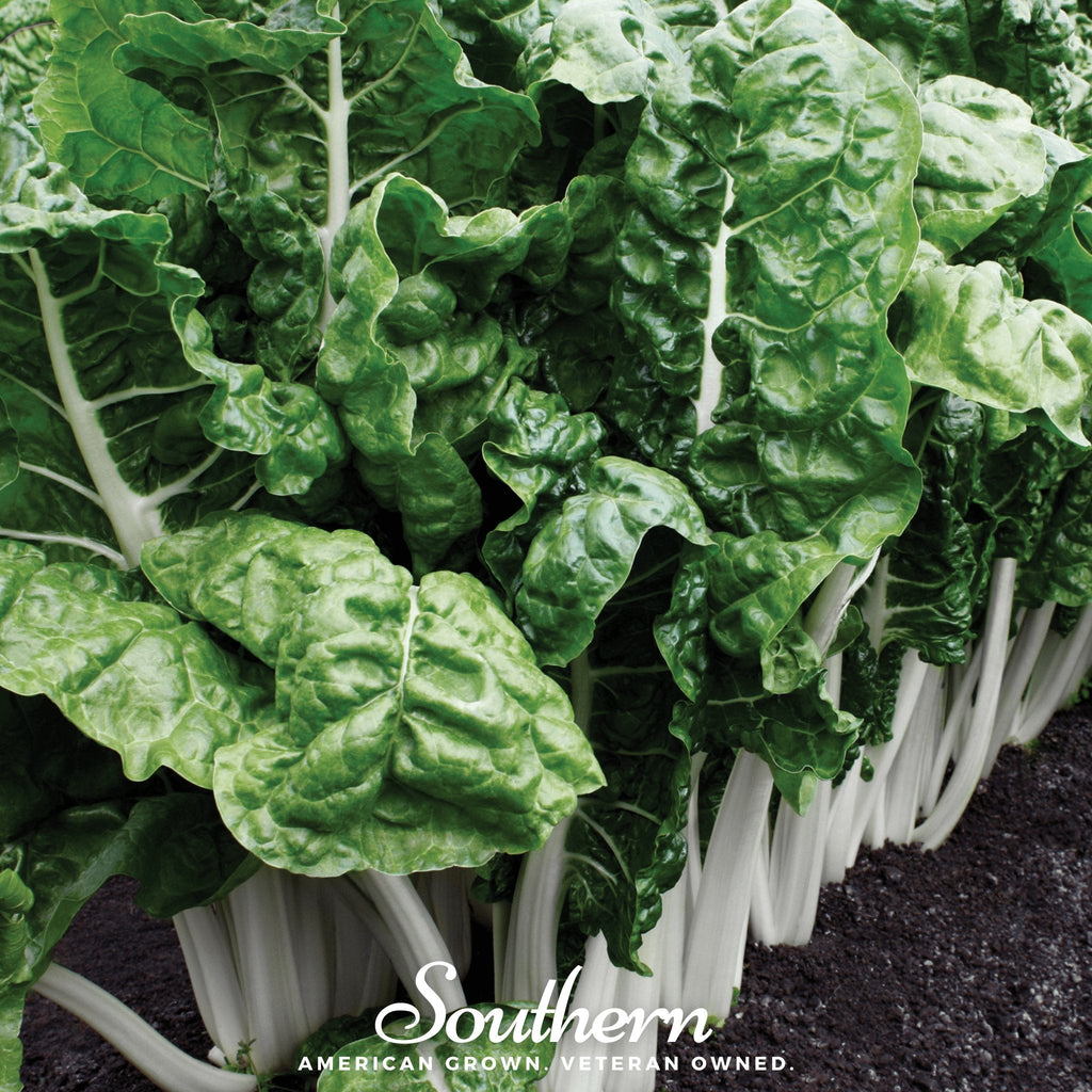 Fordhook Giant Swiss Chard – 100 Seeds Southern Seeds