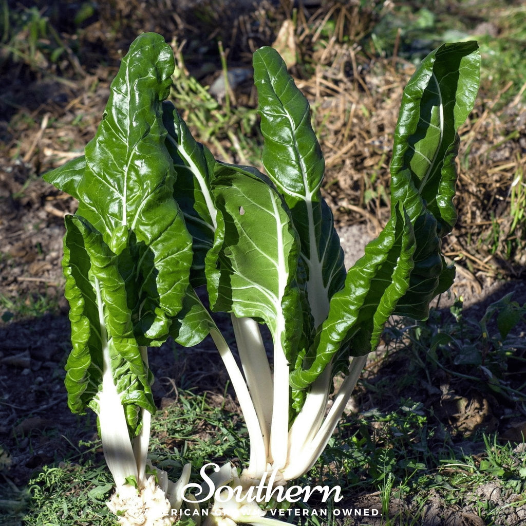 Fordhook Giant Swiss Chard – 100 Seeds Southern Seeds