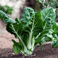 Lucullus Swiss Chard – 100 Seeds Southern Seeds