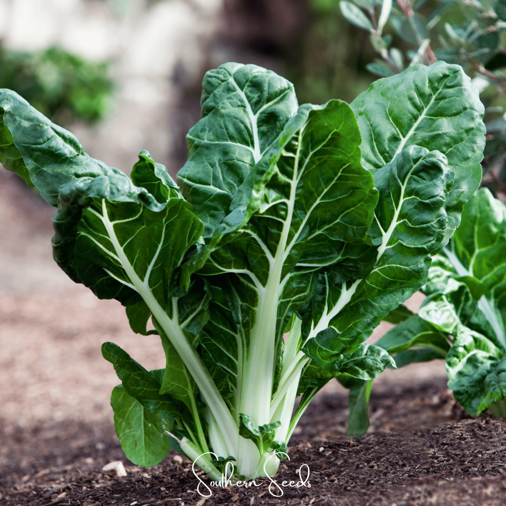 Lucullus Swiss Chard – 100 Seeds Southern Seeds
